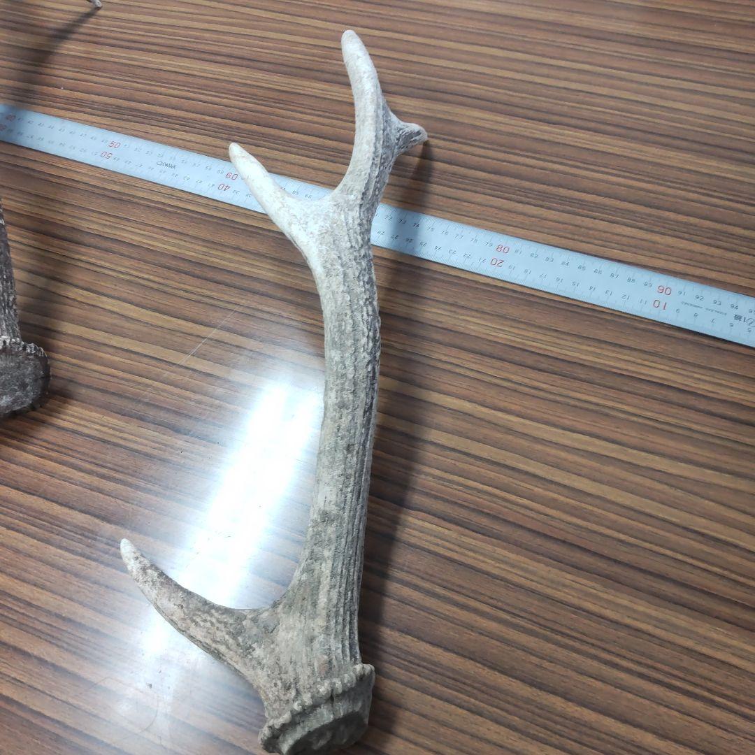 ニホン鹿の角 5本