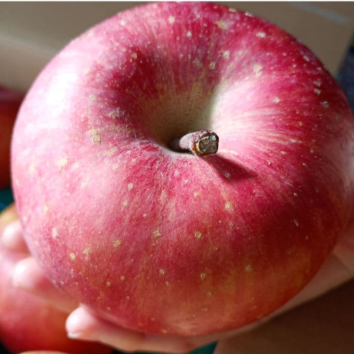 青森　ゴールド農園　葉取らずサンふじ　10キロ箱　赤特秀