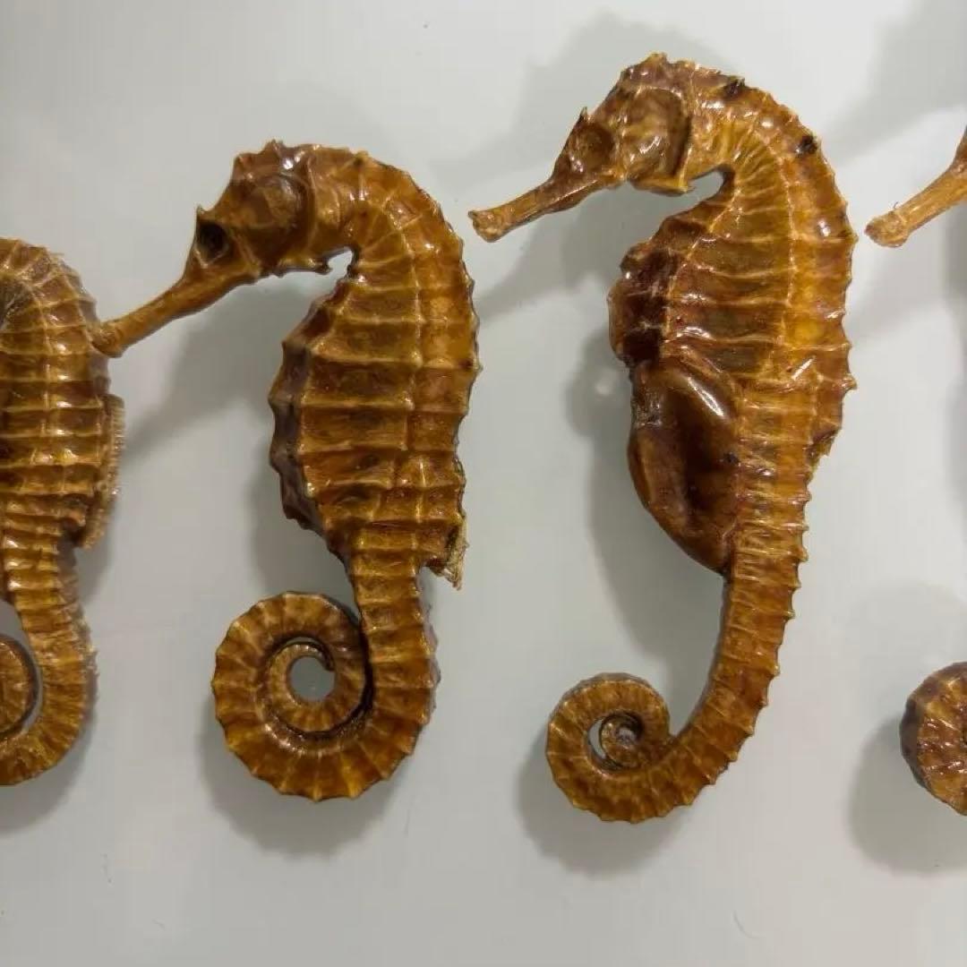 タツノオトシゴ　乾燥標本　インテリア用　開運　縁起物　５個まとめ売り