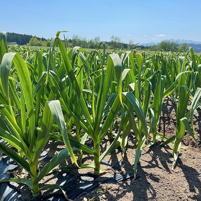 青森県倉石産 福地ホワイト六片種 Mサイズ10キロ 送料無料
