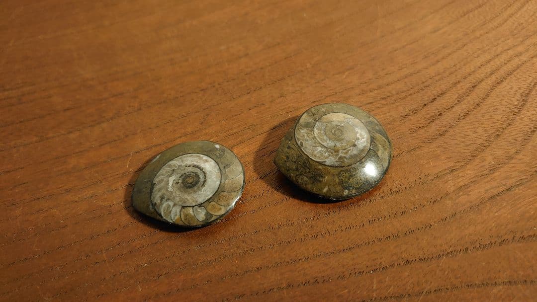 アンモナイト　恐竜　古代貝　化石　標本　鑑賞品　博物館保存　２個