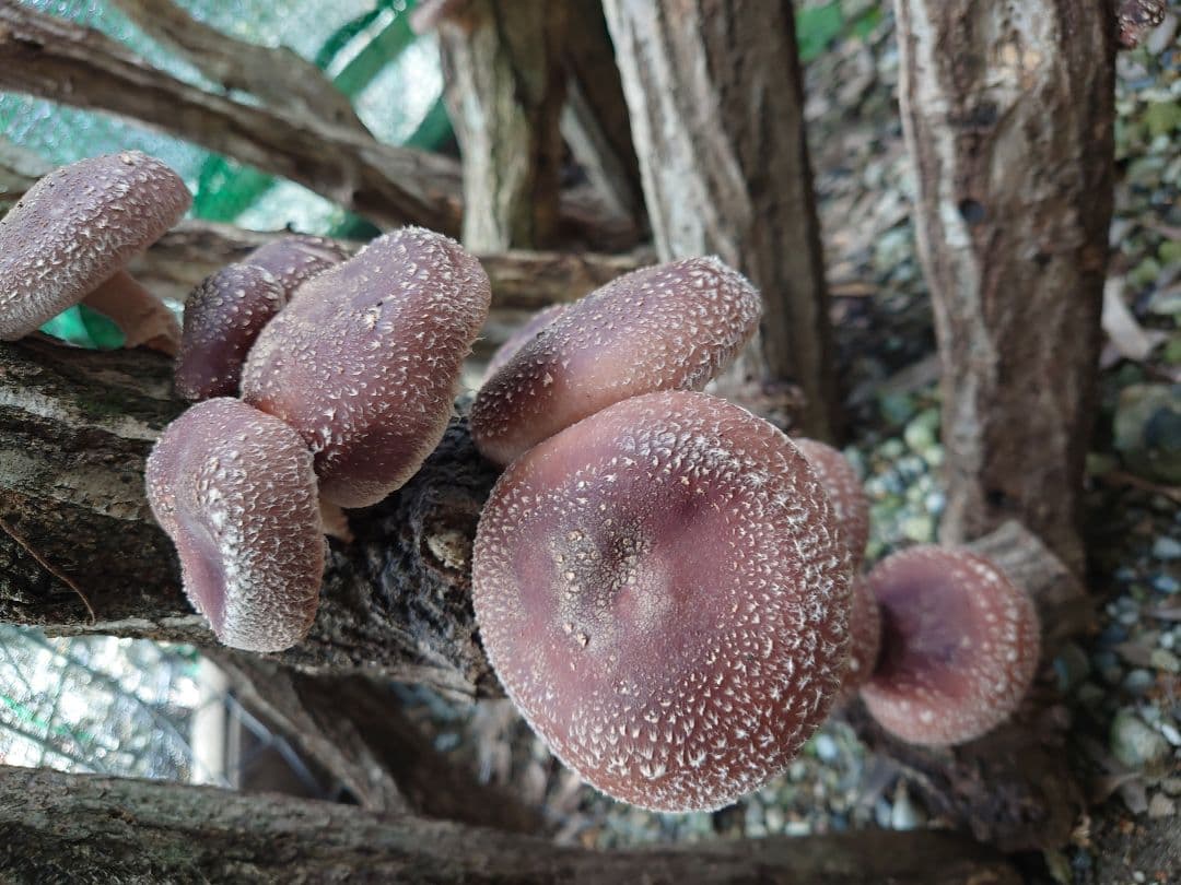 原木栽培椎茸　栽培キッド　超特大1本