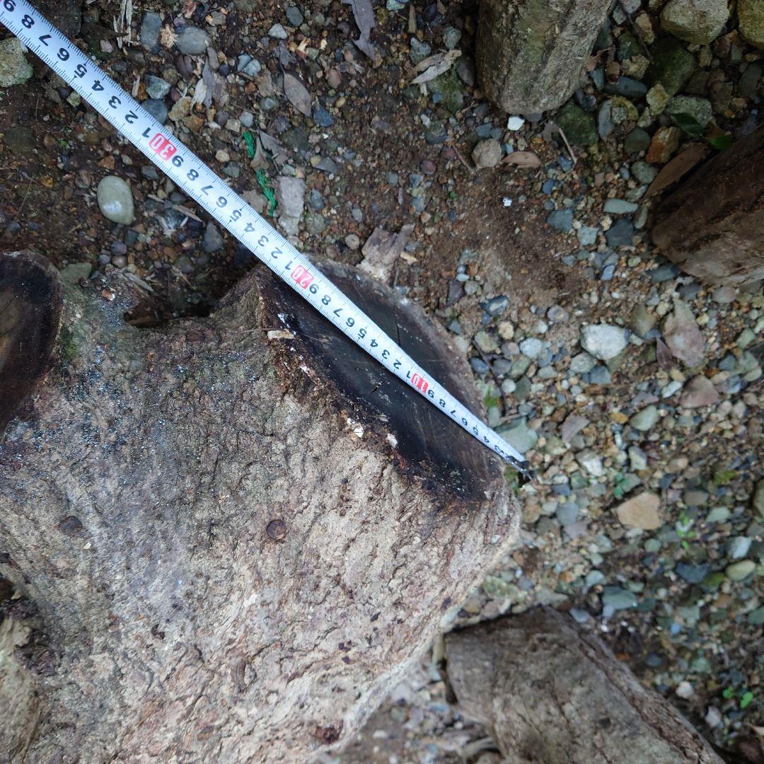 原木栽培椎茸　栽培キッド　超特大1本