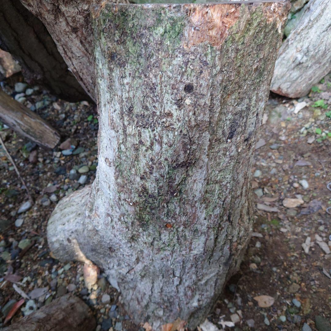 原木栽培椎茸　栽培キッド　超特大1本