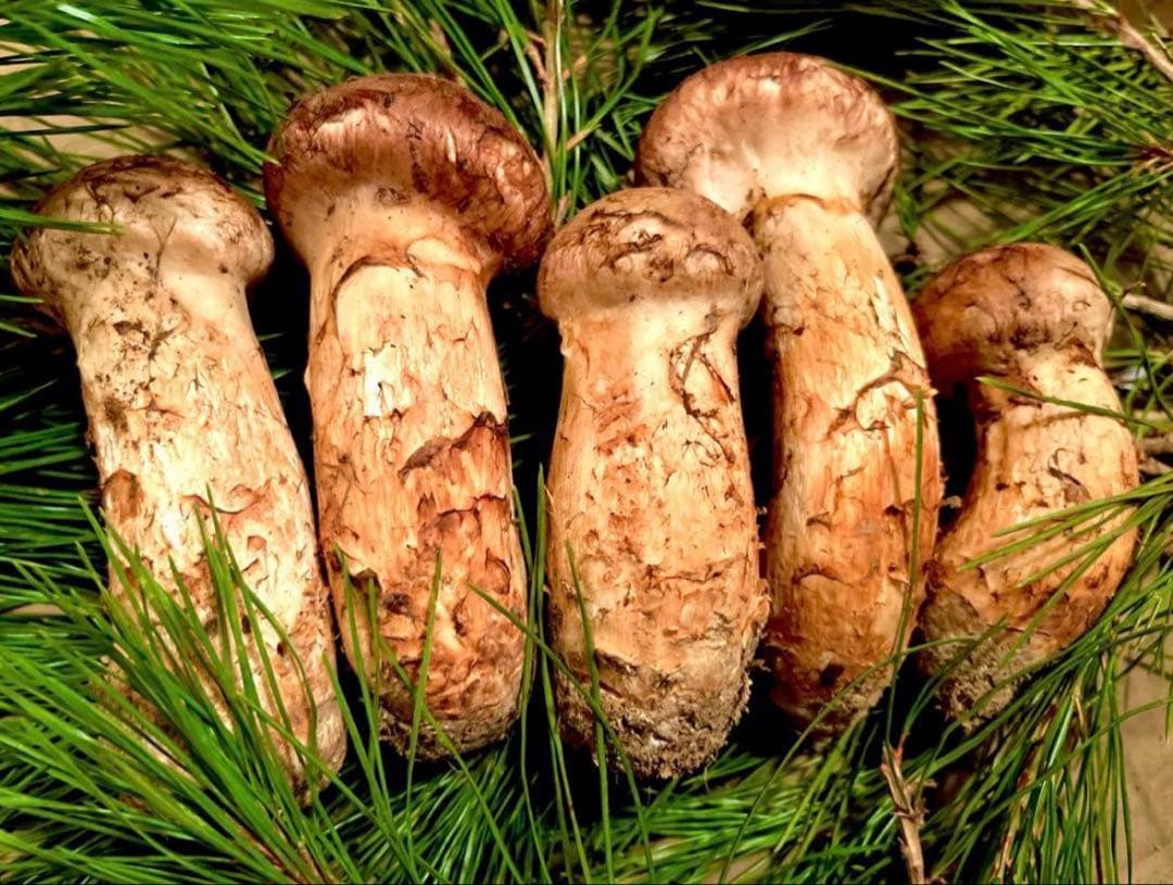 【大人気‼︎ 厳選300g】 本日採れ‼︎ 極上 国産 松茸◆クール便発送◆