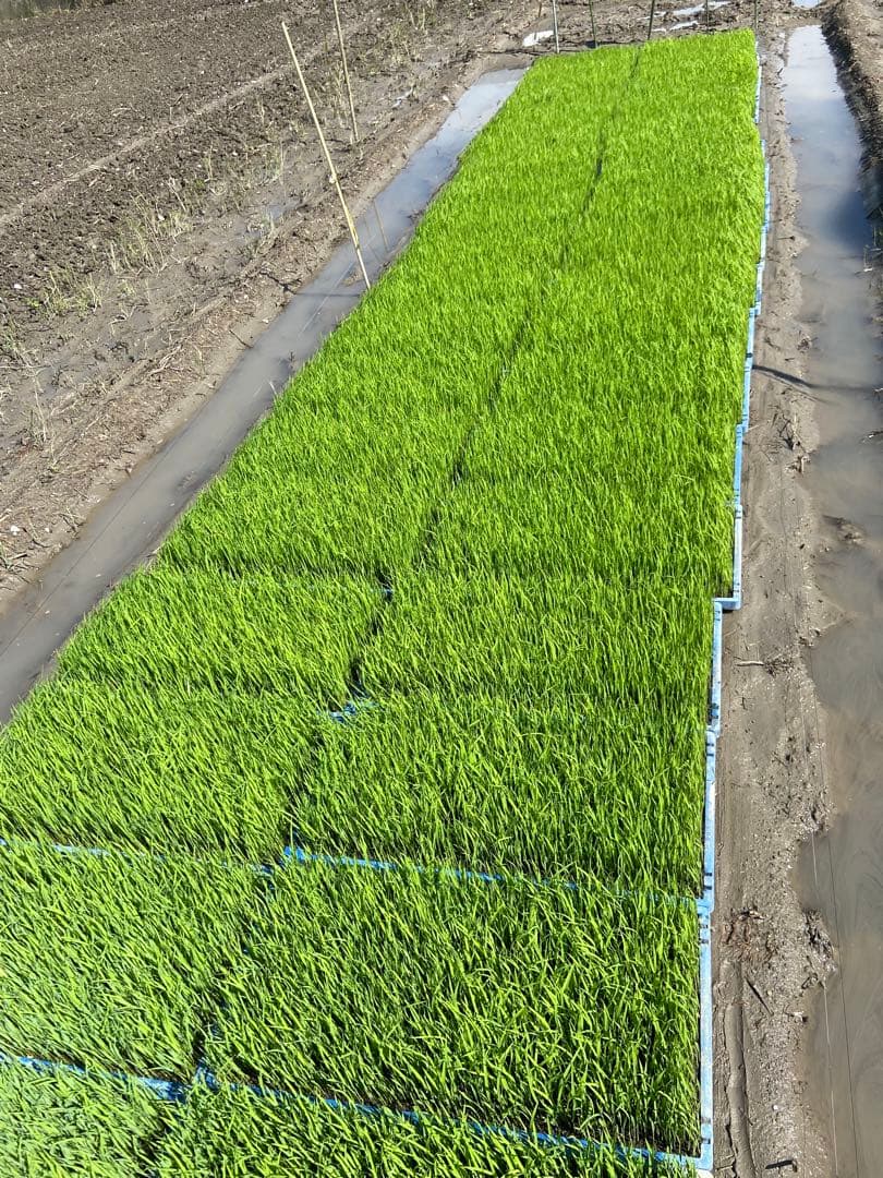 Natural farming 自然栽培米 自然療法 腸脳相関 シュタイナー教育