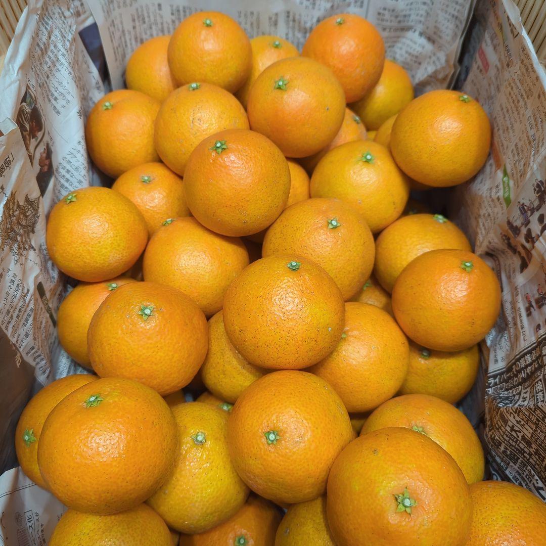 156愛果 まどんな 家庭用 10kg