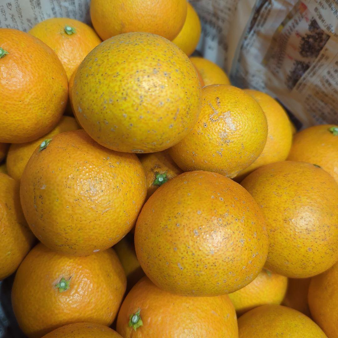 156愛果 まどんな 家庭用 10kg