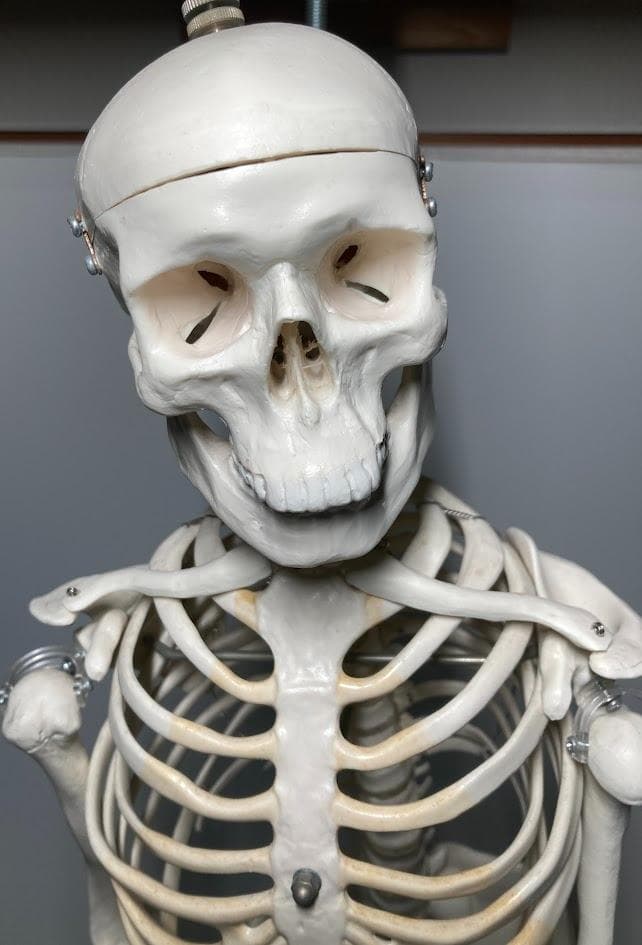 3B Scientific 1/2全身骨格模型