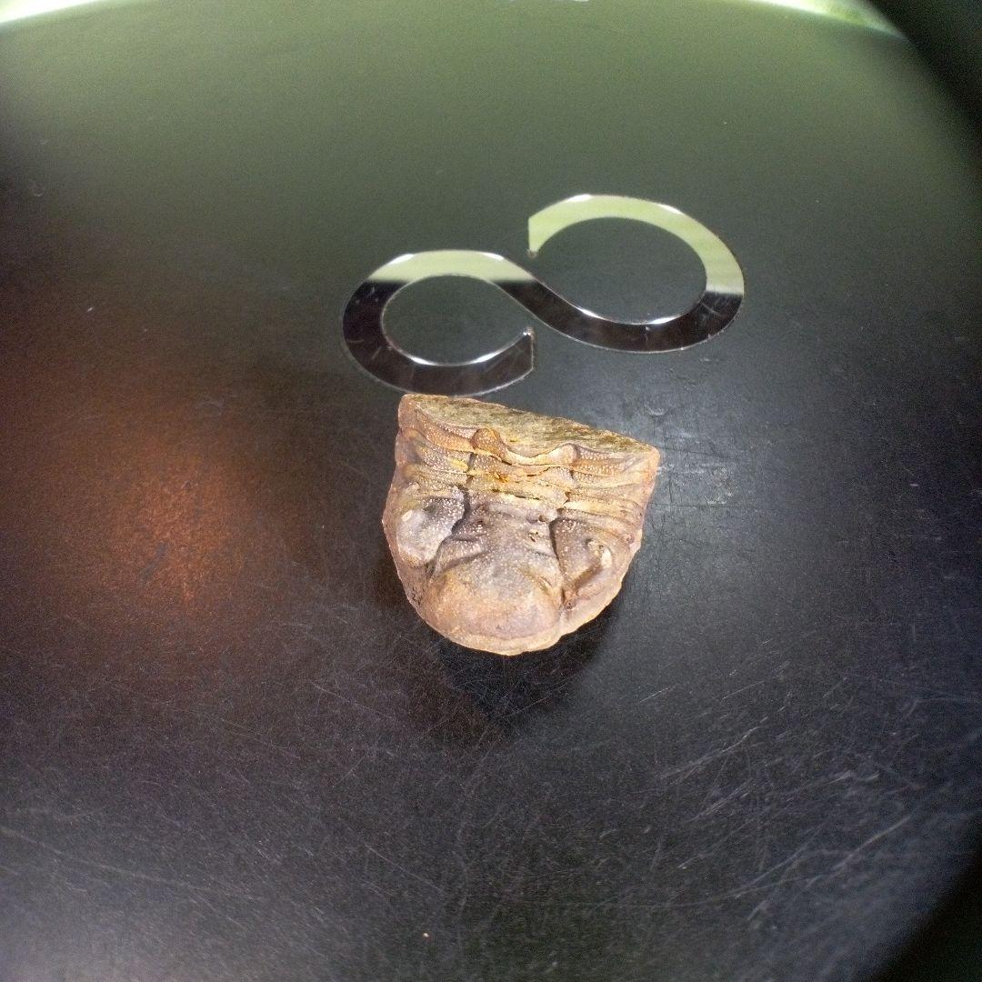 三葉虫　化石　fossil　ボリビア産　trilobite　海生動物個体⑤