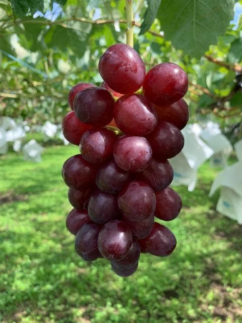 YAYO様様向け商品　　クール便送料込み　9,200円