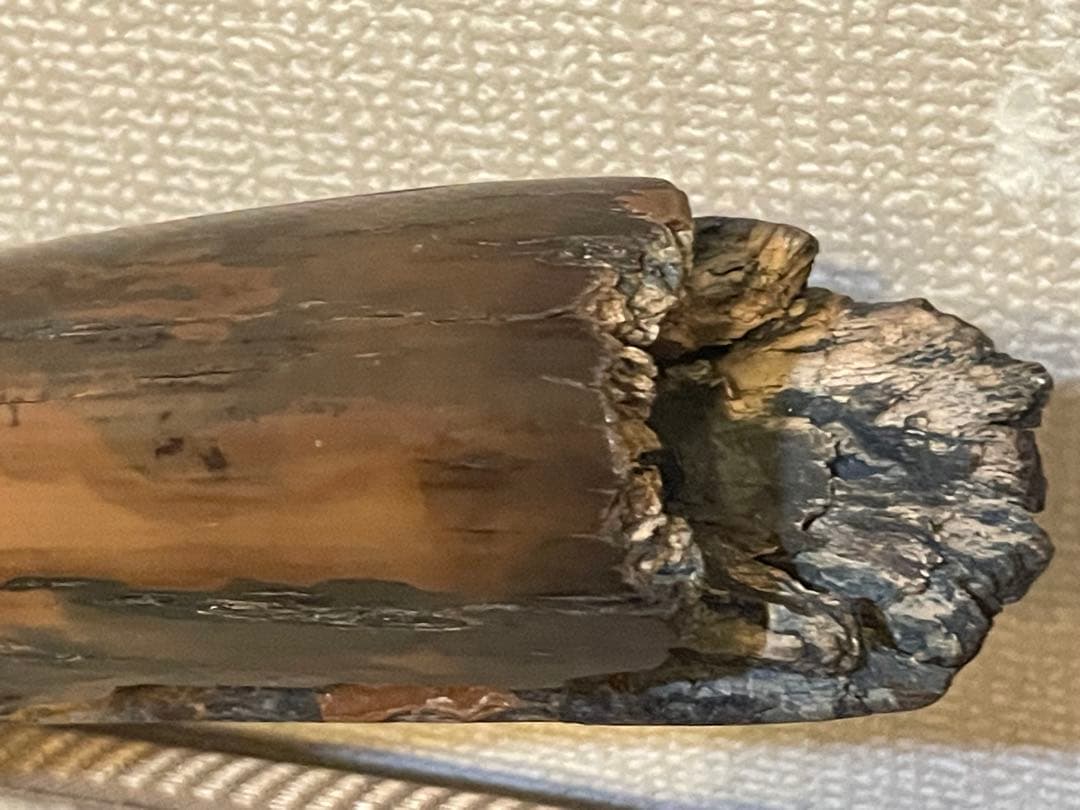 ★【実物】 大きなマンモスの牙 希少な一本モノ！ 美しい天然模様！