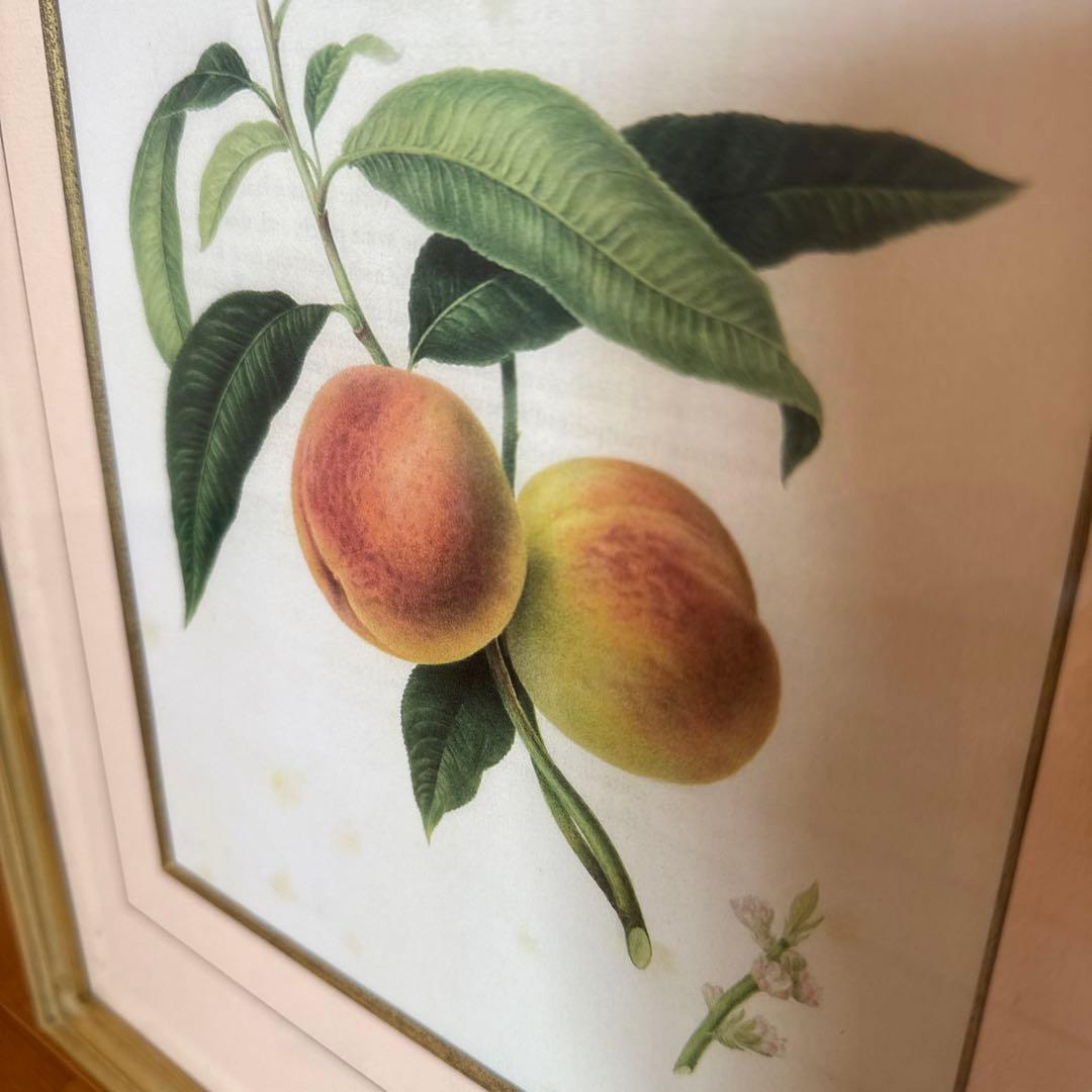 ピエール=ジョゼフ・ルドゥーテ 額縁