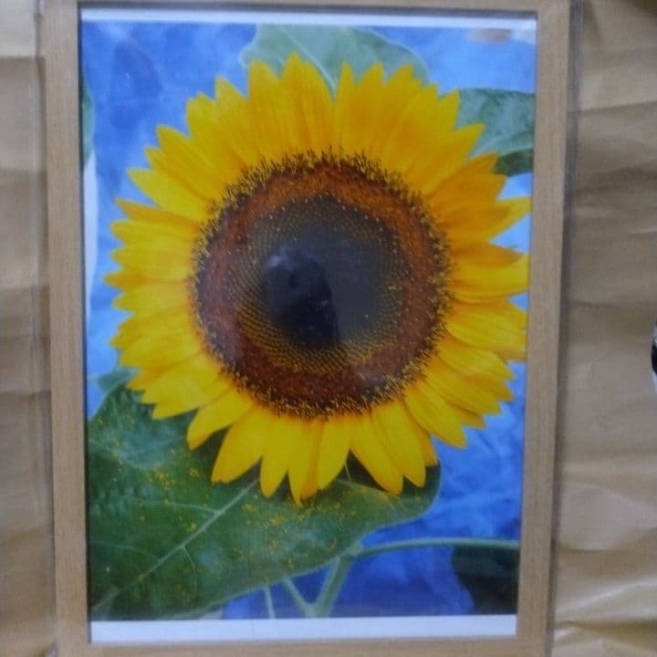 シュ-ルプランツ 超植物 世界一美しいひまわりの理想