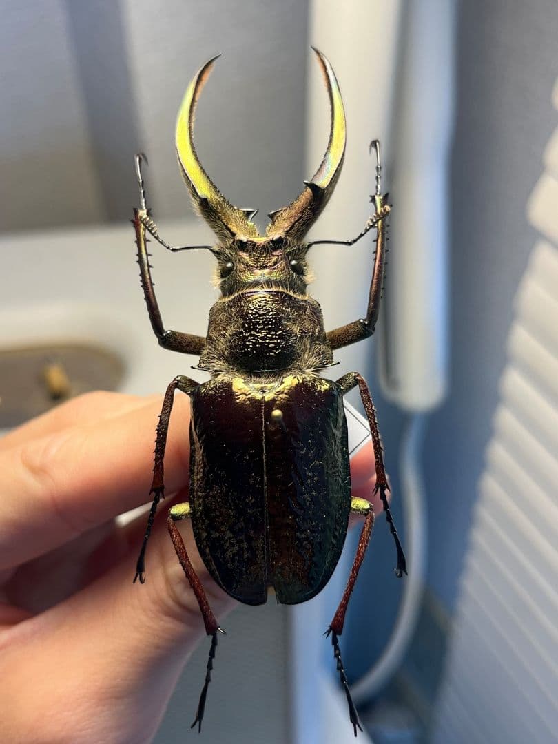【81mm】ギガンテウスシワバネクワガタ 昆虫標本 ニジイロクワガタ