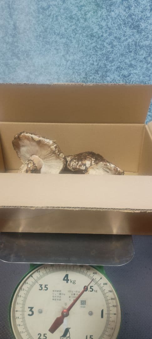 松茸　420㌘　岐阜県産