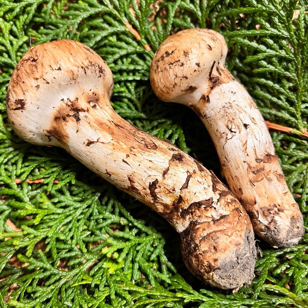 国産松茸 つぼみ（色白・良型）　約74g