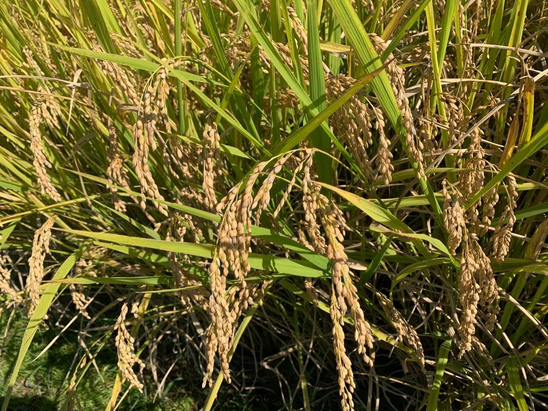 令和7年度産　新米ヒノヒカリ　玄米20kg(送料込)減農薬のお米