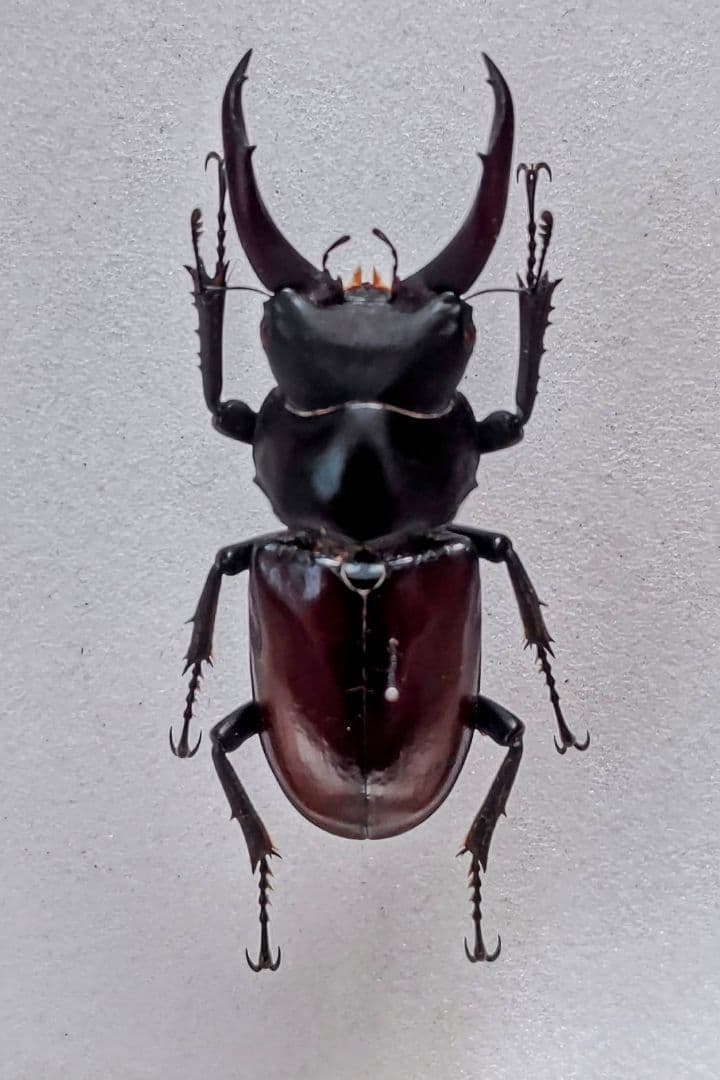 マクレイコクワガタ 標本