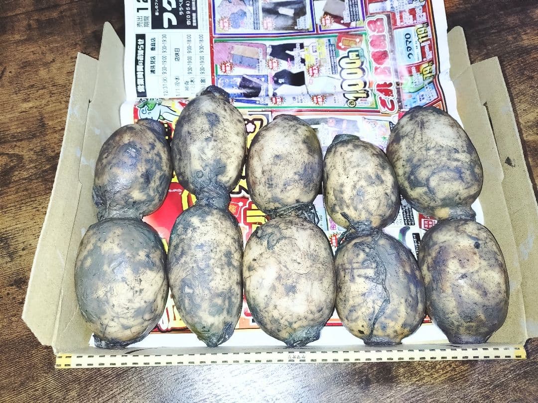 佐賀県産レンコン