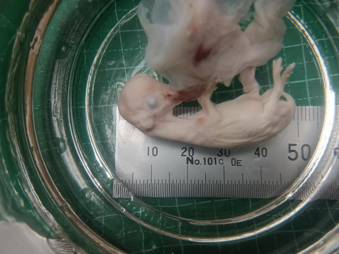 学術標本　種名ニホンジカ　胎児（♂）　エタノール浸漬標本　頭胴長約5cm