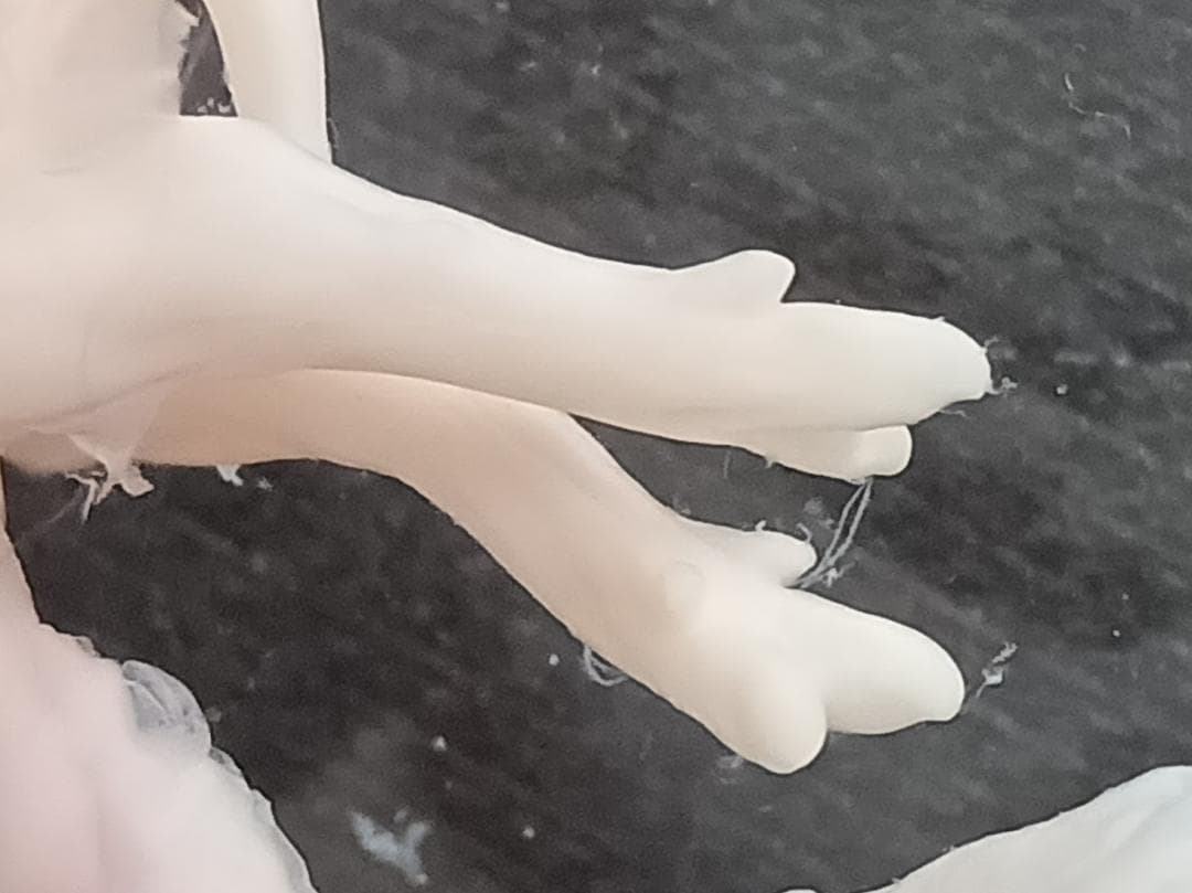 学術標本　種名ニホンジカ　胎児（♂）　エタノール浸漬標本　頭胴長約5cm