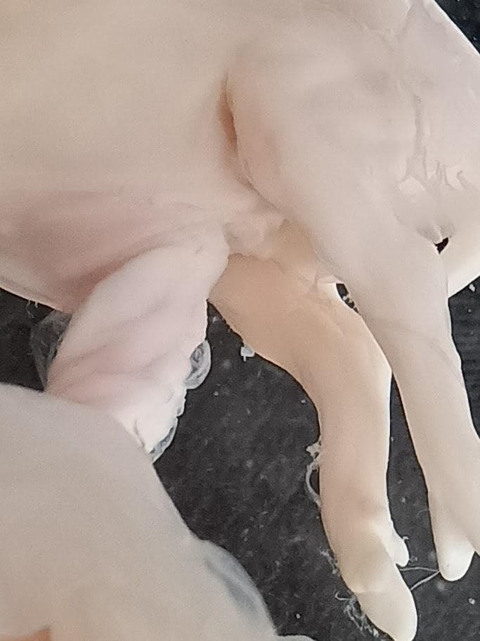 学術標本　種名ニホンジカ　胎児（♂）　エタノール浸漬標本　頭胴長約5cm