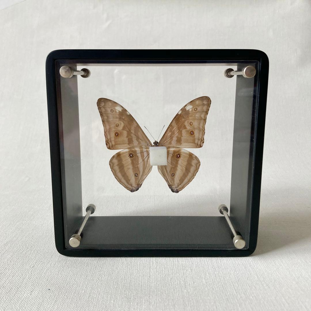 アドニスモルフォ 蝶 標本 エルアイエス社