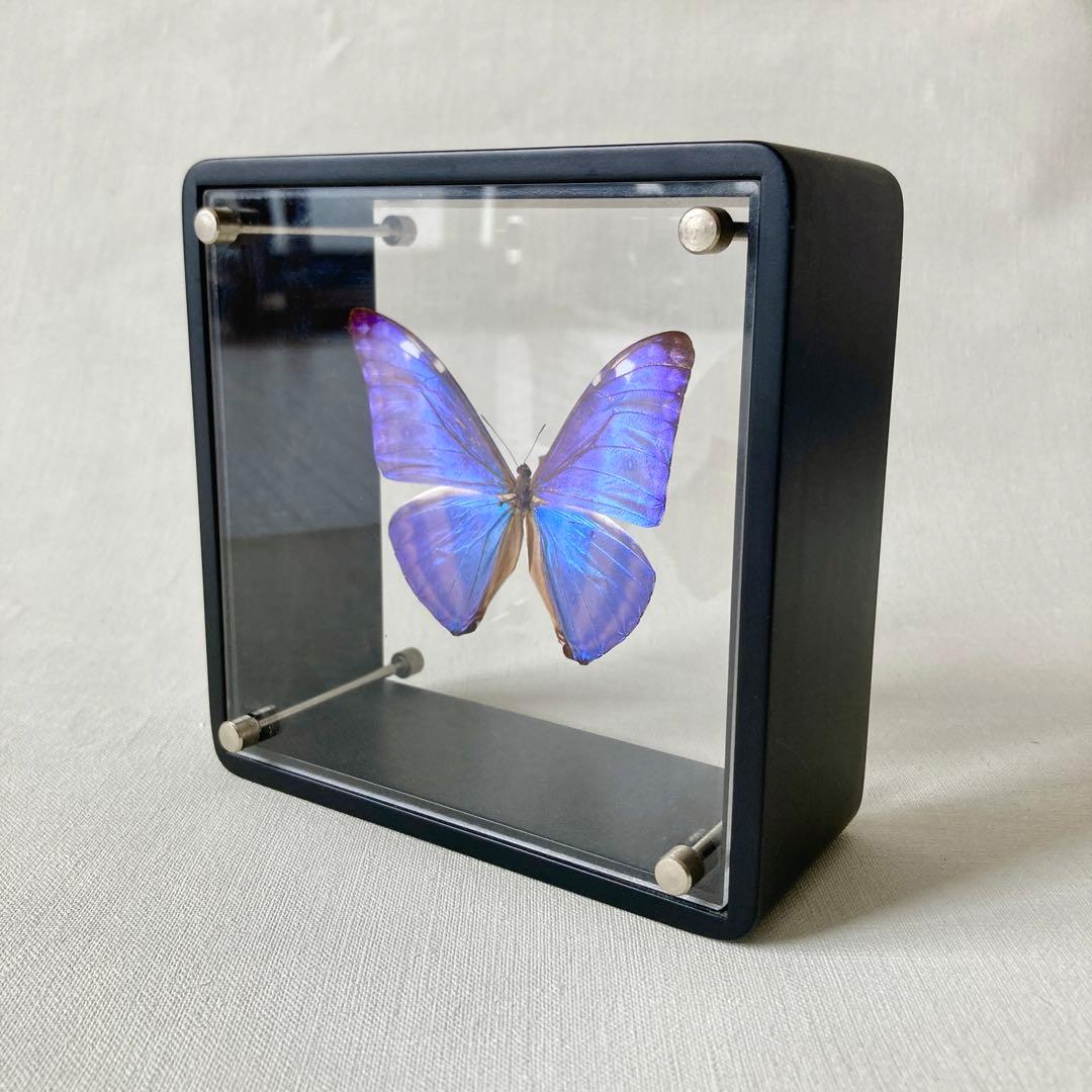 アドニスモルフォ 蝶 標本 エルアイエス社