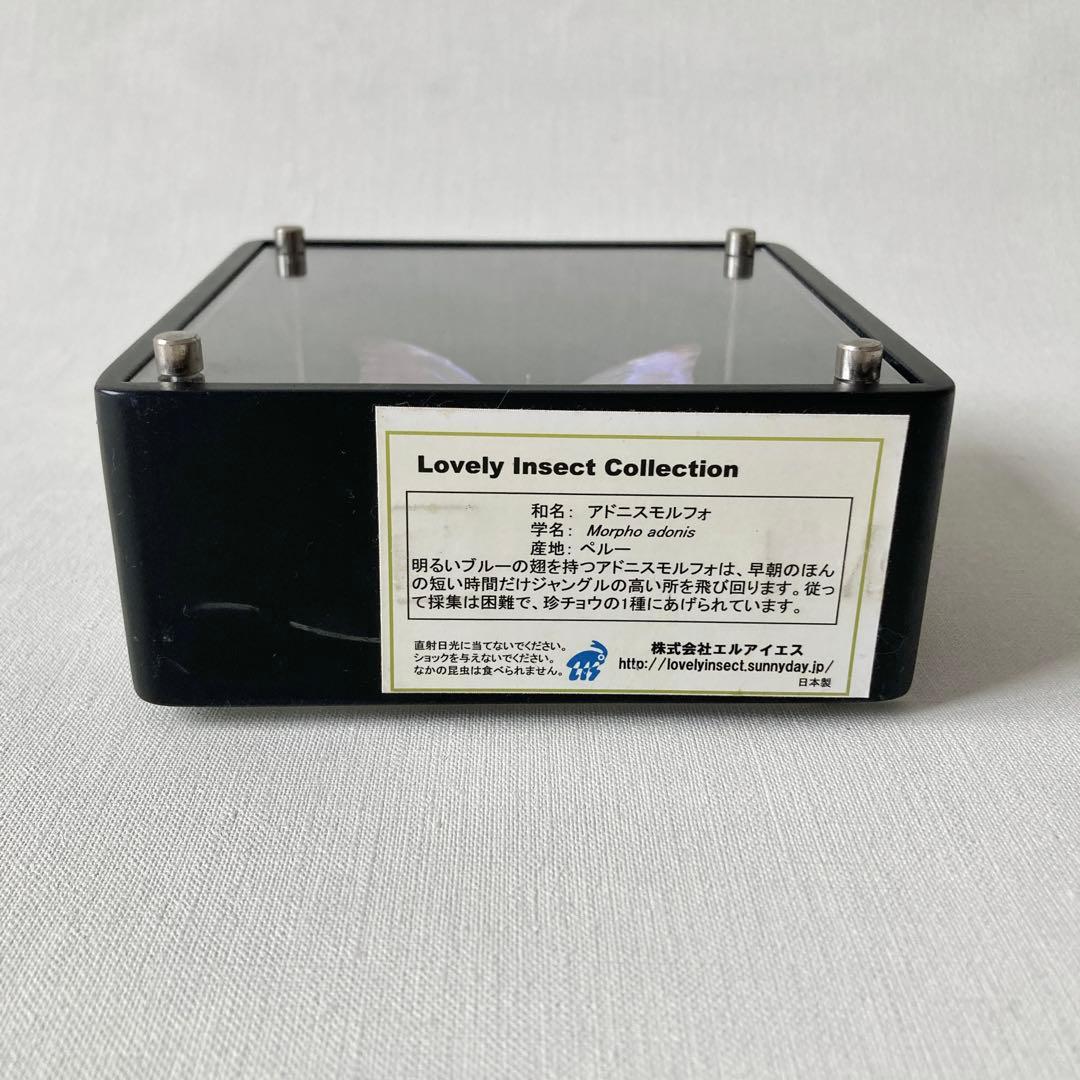 アドニスモルフォ 蝶 標本 エルアイエス社