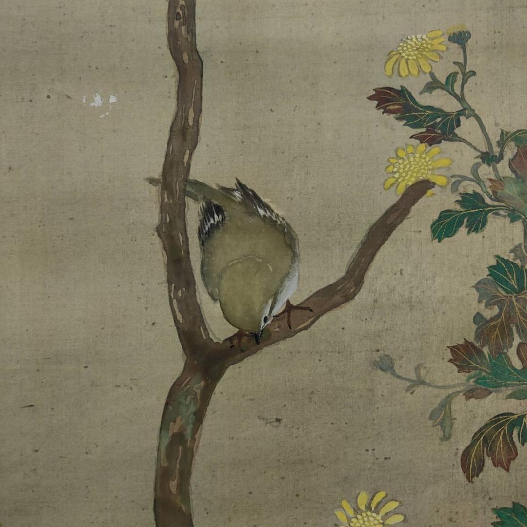 不詳/琴泉/菊に鴬図/小禽図/花鳥/布袋屋掛軸A-440
