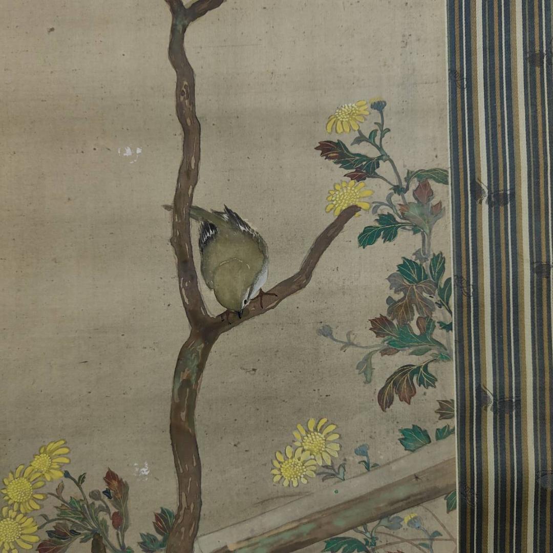 不詳/琴泉/菊に鴬図/小禽図/花鳥/布袋屋掛軸A-440