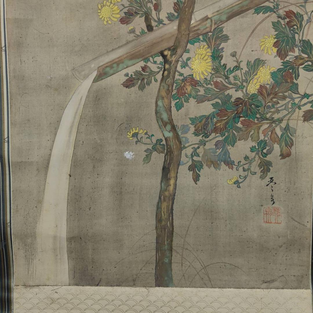 不詳/琴泉/菊に鴬図/小禽図/花鳥/布袋屋掛軸A-440