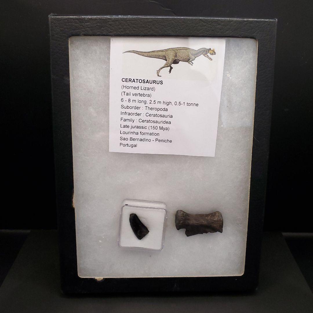 博物館級 ケラトサウルス 化石 骨 歯 恐竜 本物 ポルトガル産 fr78