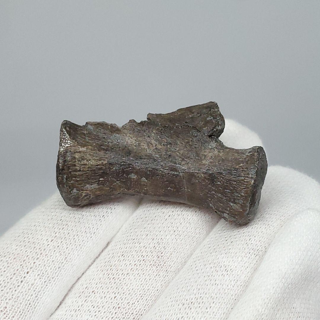 博物館級 ケラトサウルス 化石 骨 歯 恐竜 本物 ポルトガル産 fr78