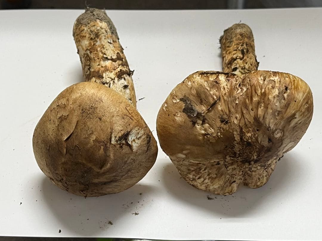 松茸　国産　山口県産　10月26日15時収穫