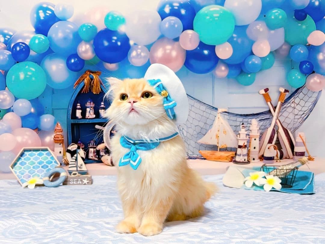 背景布×10+2　ペット撮影用フォトブース　トリミングチョーカー販売中　Xmas