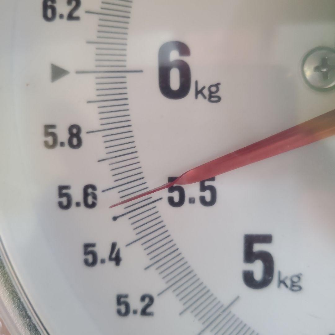 8️⃣ 山梨県産 種無しピオーネ９房 箱込み5.5キロ