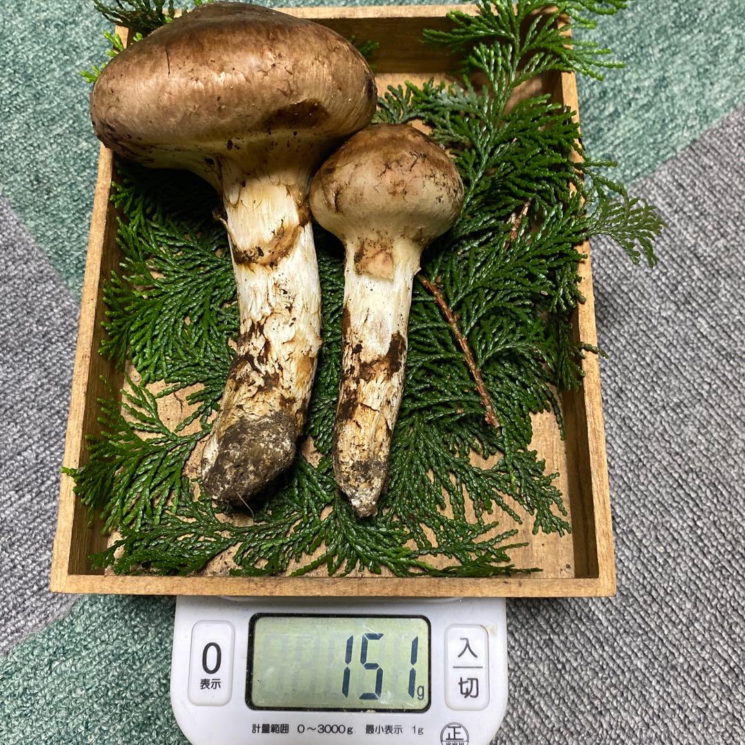 南信州豊丘産 松茸151ｇ