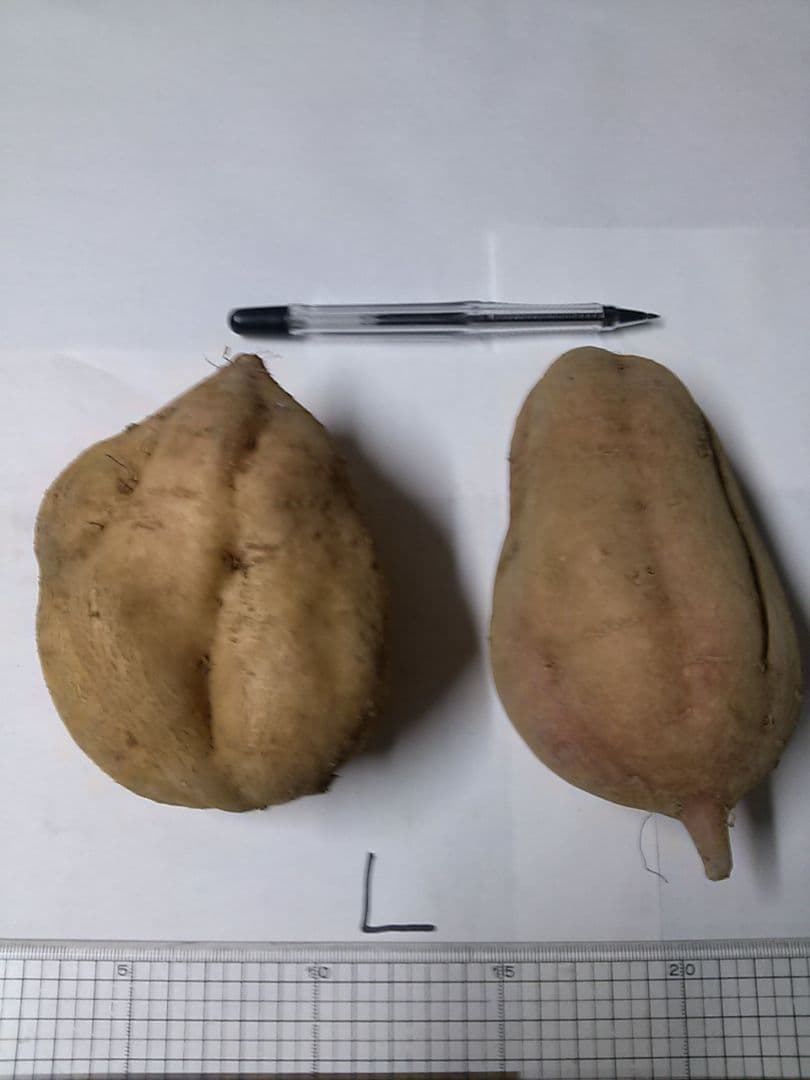 安納芋17キロ黄金ML