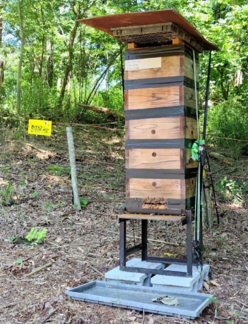 日本みつばち採りたて(生巣蜜、蜂蜜)183g＋600g×2本#8　　　　宮城県産