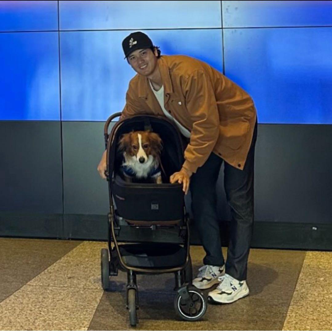 【大谷選手愛用】 TAVO メイブ ロスコー ミディアムリジット デコピンカート