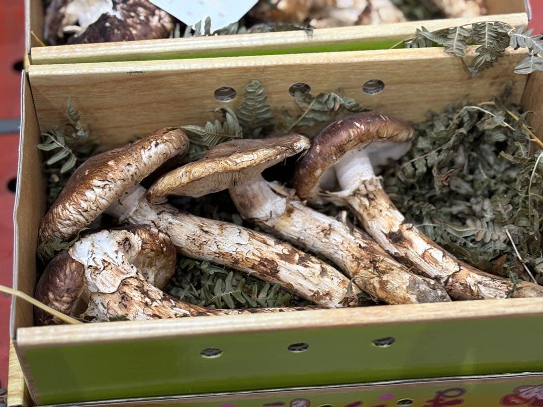 【シーズン終盤】国産天然松茸400g