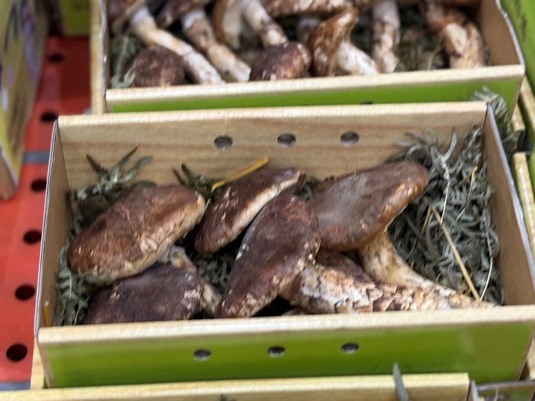 【シーズン終盤】国産天然松茸400g