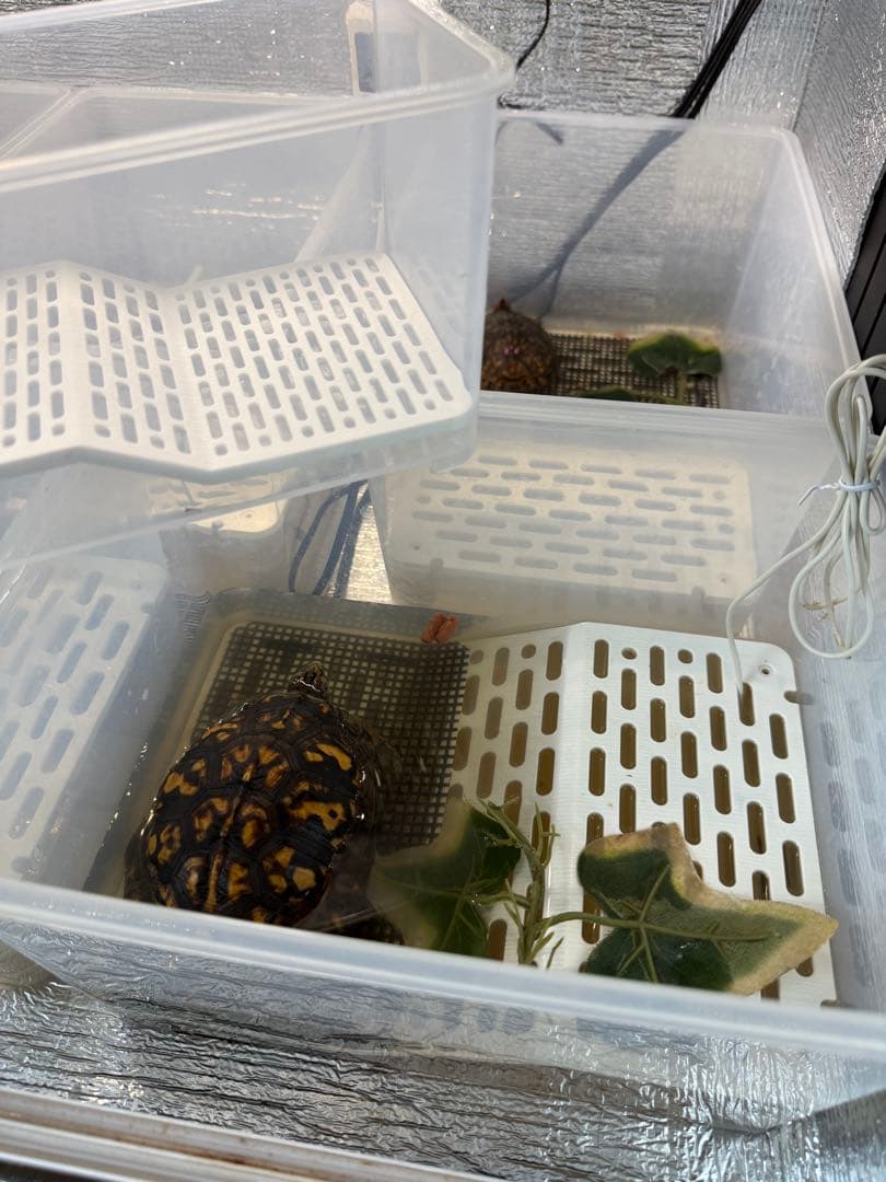 カメ専用飼育ケース　5個セット　中サイズ