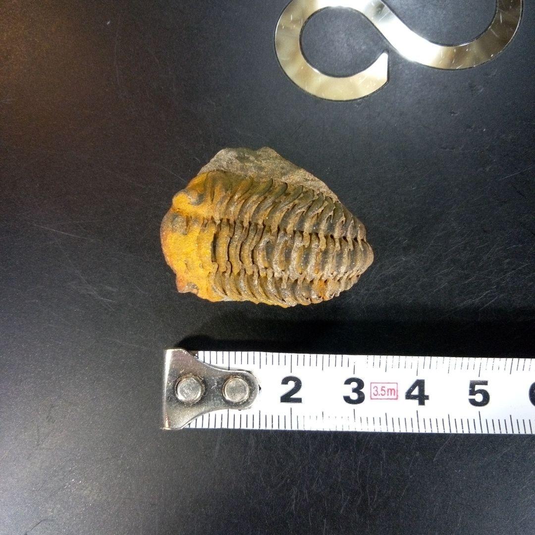三葉虫　化石　fossil　ボリビア産　trilobite　Bolivia化石④