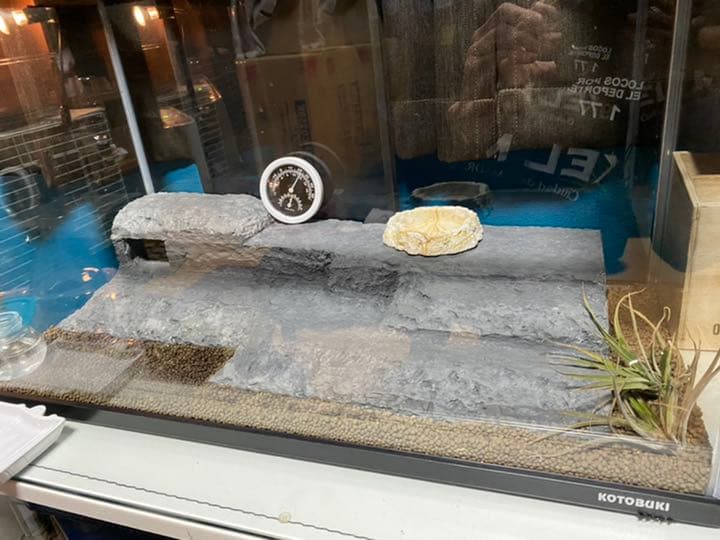 爬虫類シェルター、バックボード作成