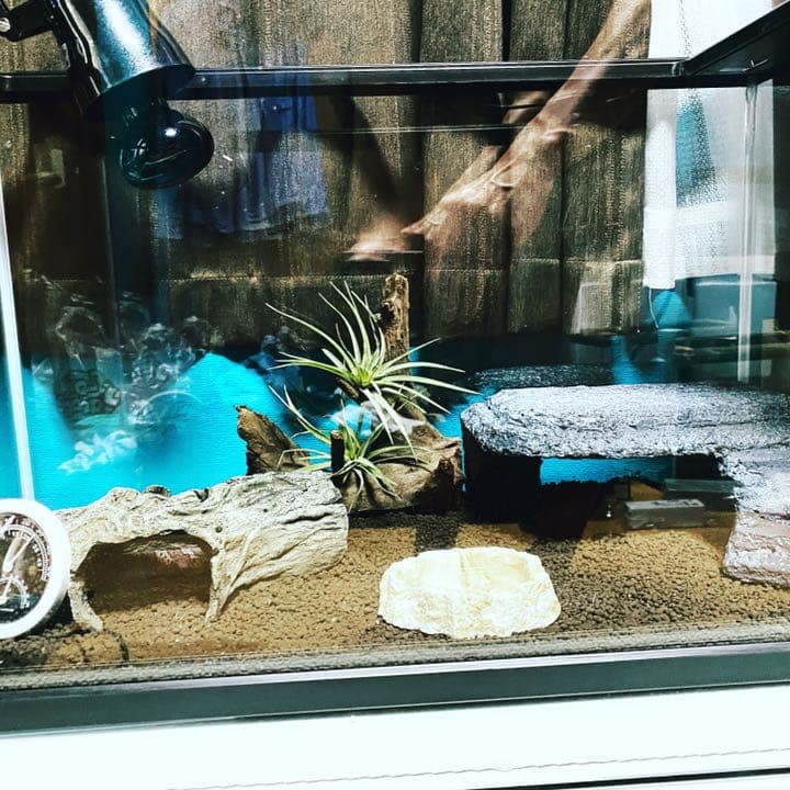 爬虫類シェルター、バックボード作成