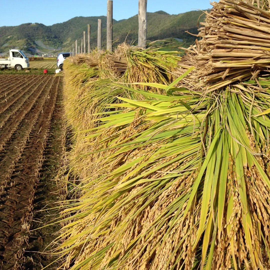 特別栽培米　ひとめぼれ 10kg 自然乾燥米　わら屋のお米