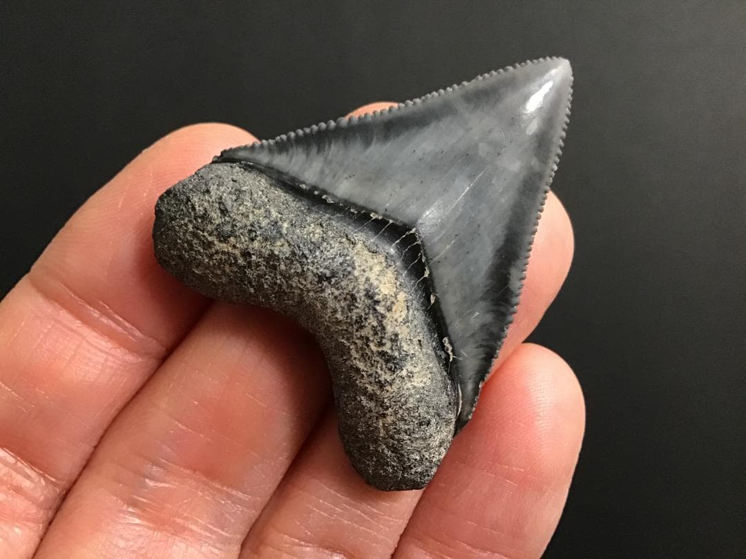 メガロドンの歯 [MG143] 超希少